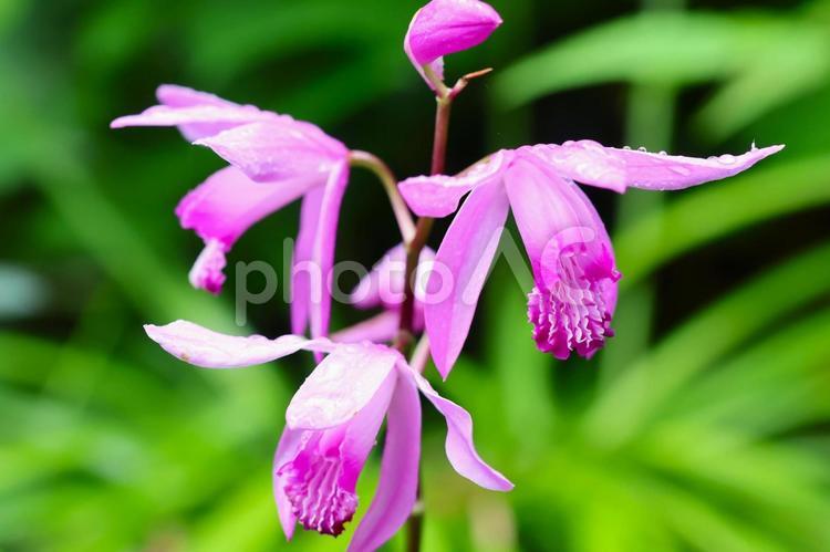 ５月上旬の庭の雨上がりのシランの花 背景,シラン,花の写真素材