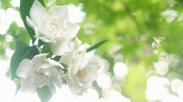 くちなしの花-147 くちなしの花-147の写真