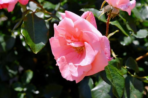 薔薇 プリンセスアイコ 薔薇 プリンセスアイコ 薔薇,プリンセスアイコ,ピンクの写真素材
