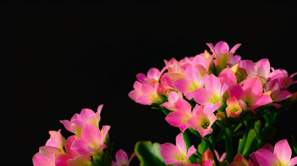 ピンク色のカランコエの花のアップ カランコエ,花,ピンク色の写真素材