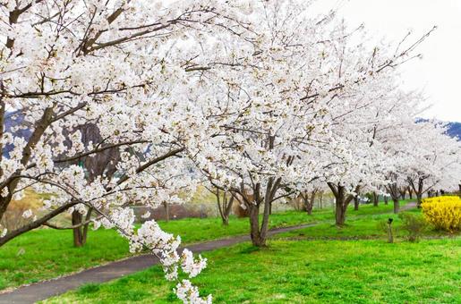 桜 桜,満開,春の写真素材