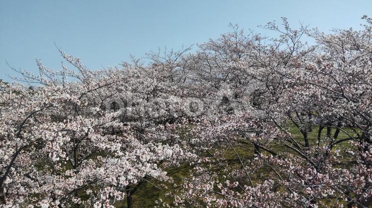 晴れた日の桜 サクラ,桜,春の写真素材