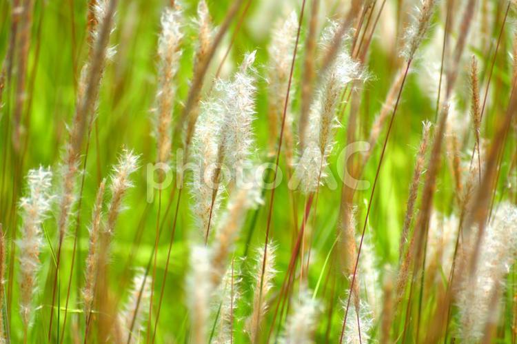 チガヤ　白い綿毛　植物 チガヤ,白い綿毛,花穂の写真素材