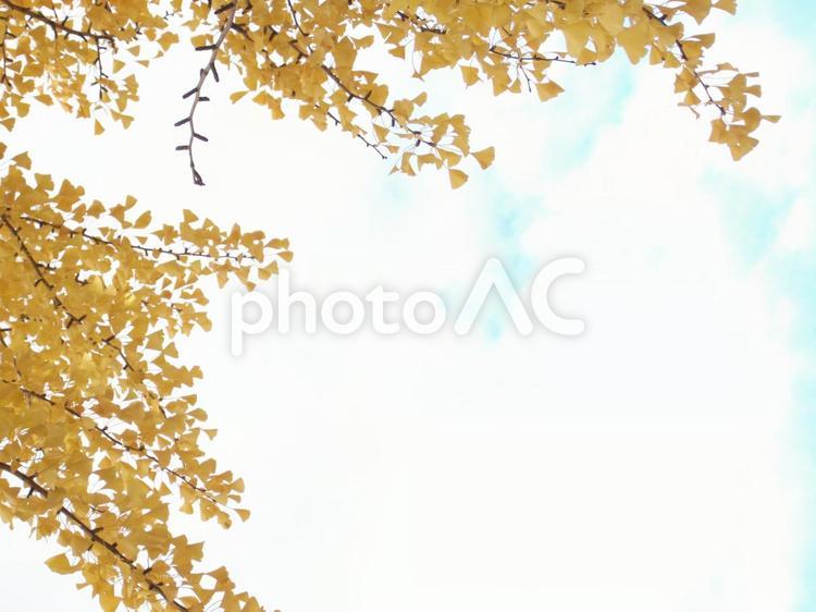 青空と黄葉のイチョウ 秋の風景,イチョウ,銀杏の写真素材