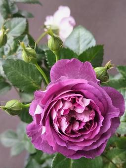 Photo, rose, rinaldo., kawamoto rose, 