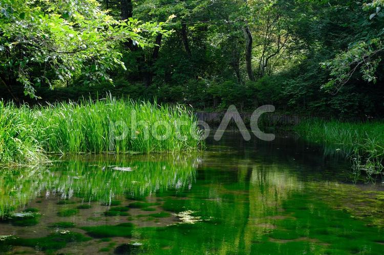 森の中の池 湖,池,草の写真素材