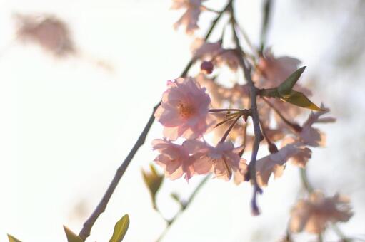 春の日差しの中で揺れる桜の花 春の日差しの中で揺れる桜の花の写真