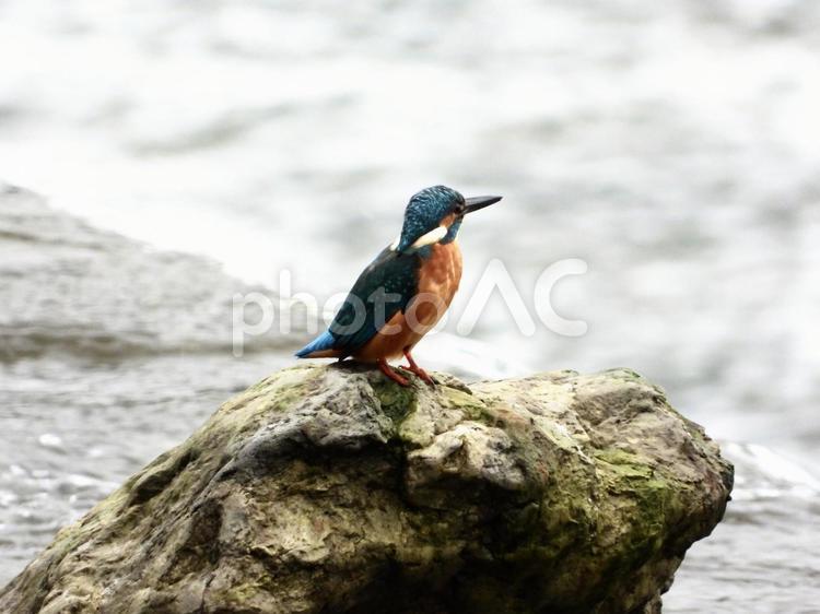 堰堤の石の上に立つカワセミ 鳥,野鳥,カワセミの写真素材