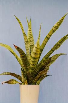 観葉植物 サンセベリア・トリファシアータ 観葉植物 サンセベリア・トリファシアータの写真