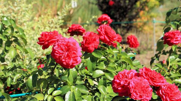 初秋の河口湖畔に咲く薔薇の花 初秋の河口湖畔に咲く薔薇の花の写真