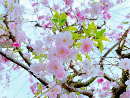 Pale cherry blossoms, JPG Pale cherry blossoms, JPG