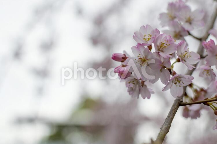 上野公園のシダレザクラ シダレザクラ,上野公園,桜の写真素材