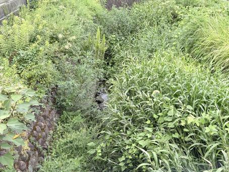 草に覆われた小川 草に覆われた小川 川,小川,草の写真素材