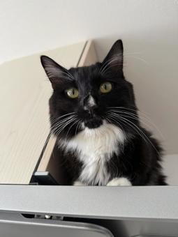 タキシード猫・靴下猫 猫,ペット,かわいいの写真素材