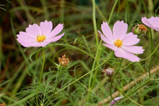 【花の写真】コスモス（秋桜）の写真