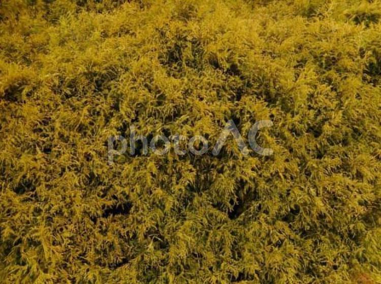 4月のコニファーゴールデンモップ 春,背景,素材の写真素材