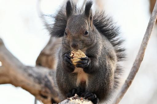 リス エゾリス,哺乳類,野生の写真素材