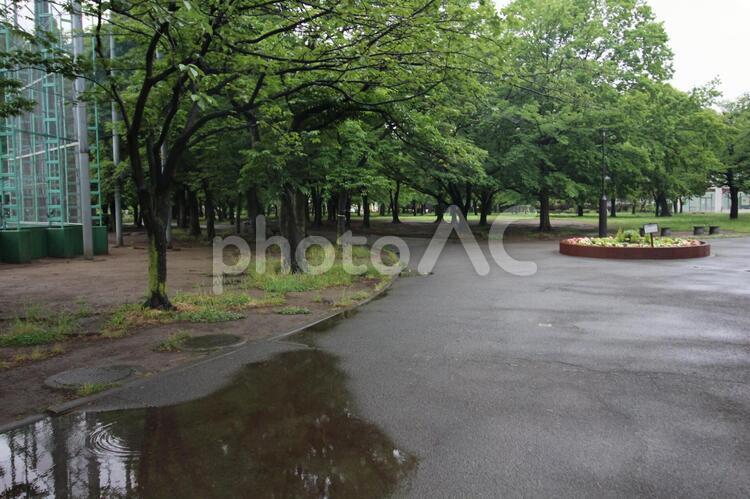 雨上がりの公園 雨,公園,水溜りの写真素材