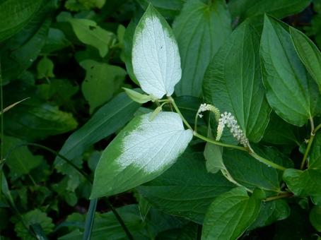 【花の写真】ハンゲショウ 【花の写真】ハンゲショウ ハンゲショウ,半夏生,植物の写真素材