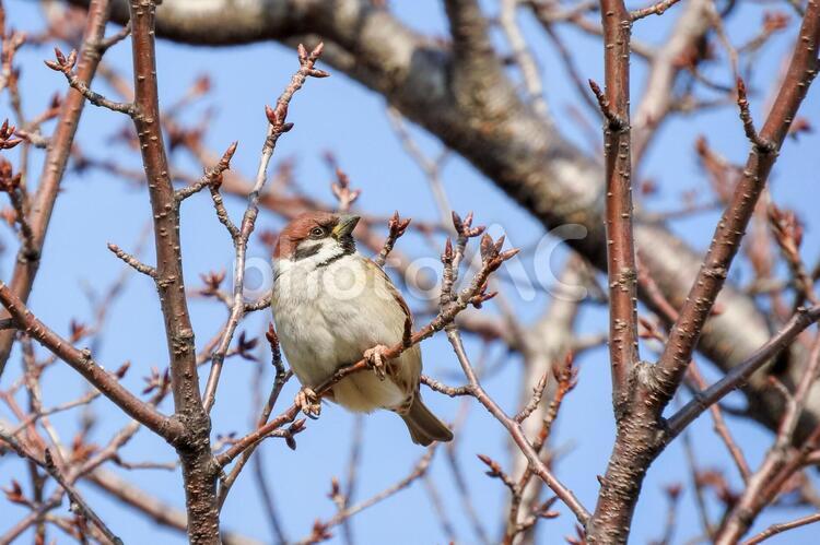 桜の枝にとまっているキリッとした雀 スズメ,小鳥,早春の写真素材