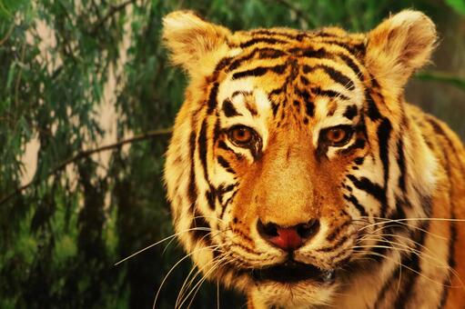 動物園景觀老虎 動物園景觀老虎