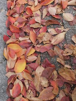 落ち葉のグラデーション 紅葉,落ち葉,自然の写真素材