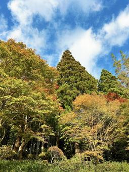 青空と色づき始めた木々 青空と色づき始めた木々 空,木々,青空の写真素材