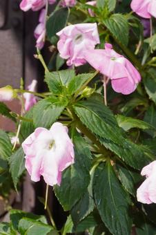 サンパチェンス(水切れ)05 サンパチェンス(水切れ)05 サンパチェンス,花,鉢植えの写真素材