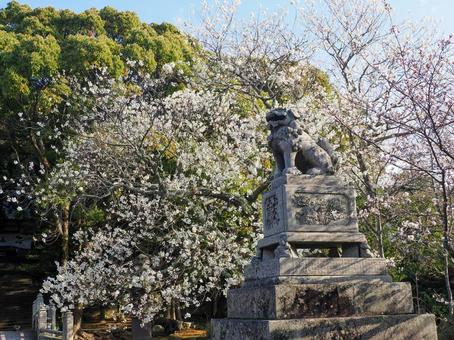 Cherry blossoms and lion dogs, JPG