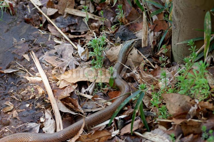 へび２ へび,野生,爬虫類の写真素材