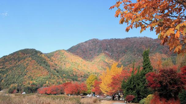 河口湖畔のから見る紅葉風景 銀杏,黄葉,モミジの写真素材