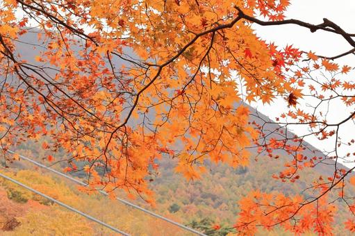 Photo, foglie di autunno, acero, kaede, 