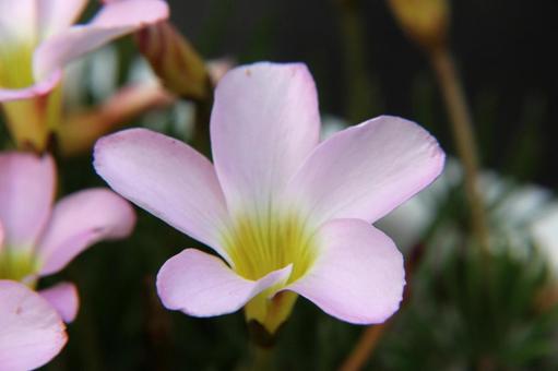 Photo, oxalis, a flower, bulbous plant, 