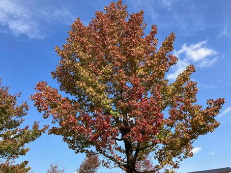 秋の青空と紅葉した街路樹 街路樹,紅葉,秋の写真素材