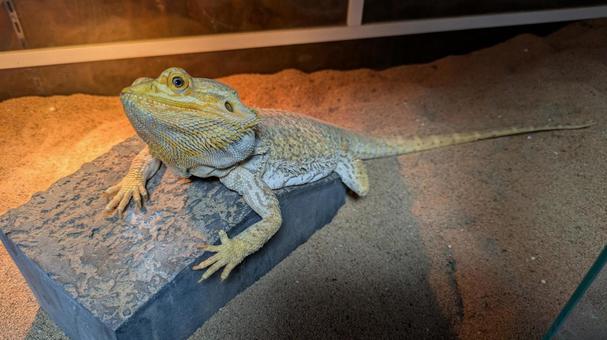 フトアゴヒゲトカゲ飼育 フトアゴヒゲトカゲ飼育 フトアゴヒゲトカゲ,トカゲ,爬虫類の写真素材