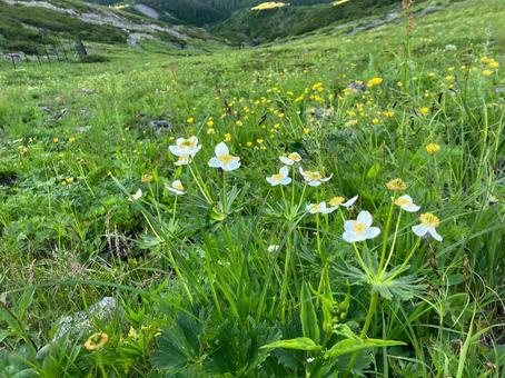 赤石岳へ登山2 お花畑 赤石岳へ登山2 お花畑 南アルプス,赤石岳,花の写真素材