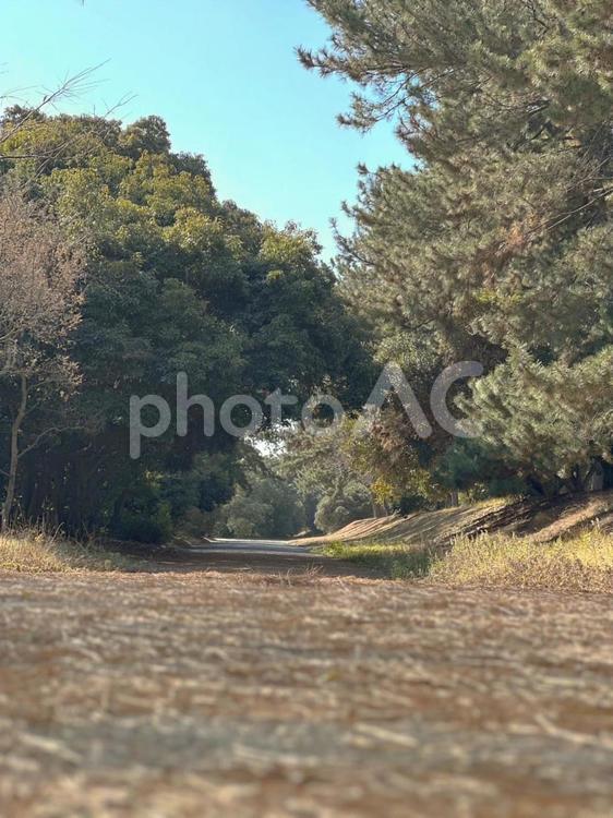秋の公園で見つけた秋色の風景 自然,木,樹木の写真素材