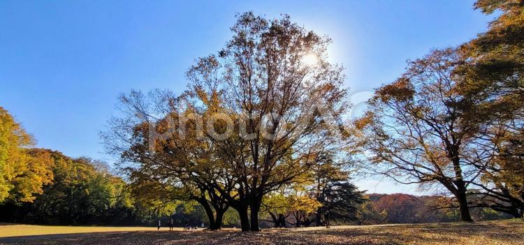 風景　都会のオアシス(公園) 公園,自然,オアシスの写真素材
