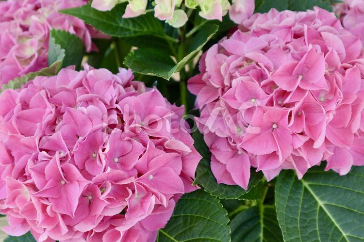 かわいいピンク色の紫陽花のペア あじさい,紫陽花,アジサイの写真素材