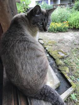 猫と裏庭 猫と裏庭の写真