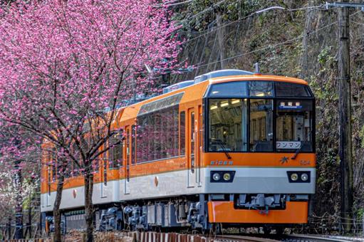 叡山電鉄 花桃 叡山電鉄 花桃の写真