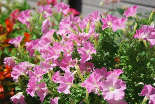 サフィニアの花 サフィニアの花 ペチュニア,サフィニア,ピンクの花の写真素材