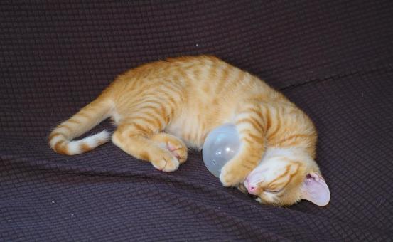 ボールを大事そうに抱えて寝る子猫 ボールを大事そうに抱えて寝る子猫の写真