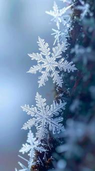 雪の結晶 マクロ クローズアップ 雪の結晶 マクロ クローズアップの写真