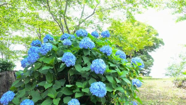 アジサイの花 アジサイの花の写真