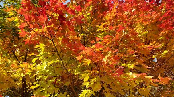 紅葉2 紅葉,背景,木の写真素材