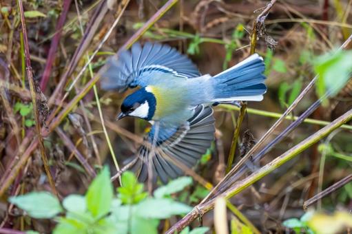 シジュウカラ(135)の写真