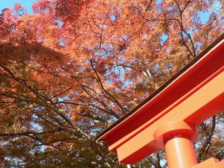 鳥居と紅葉 鳥居と紅葉の写真