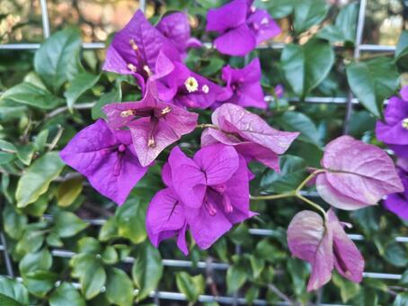 イカダカズラ2 大田区,沿道,花の写真素材