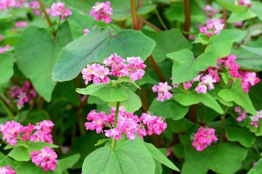 赤そばの花 赤そばの花 そば,花,植えるの写真素材